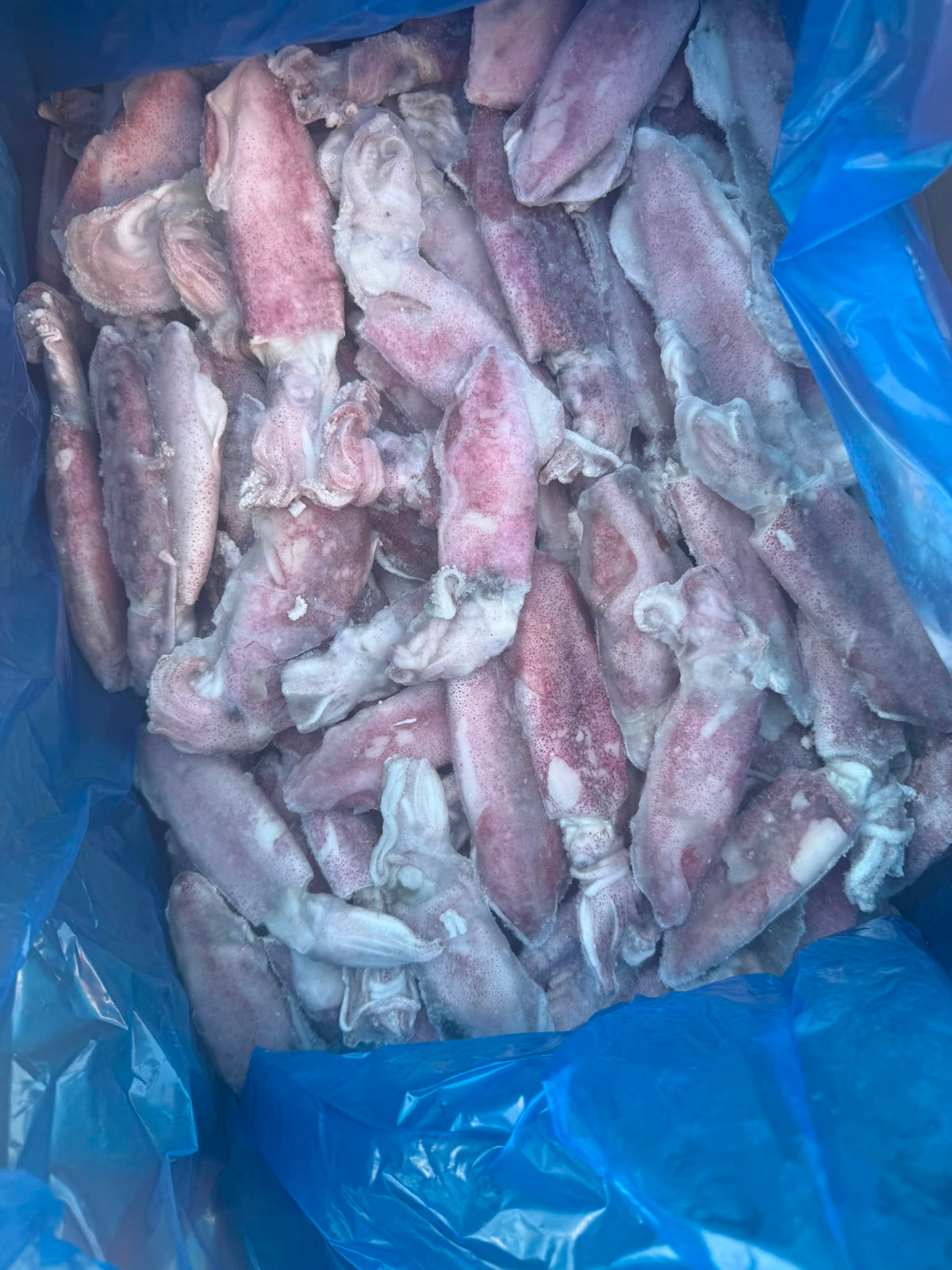 FROZEN PUSIT squid large (3/6) -1kg