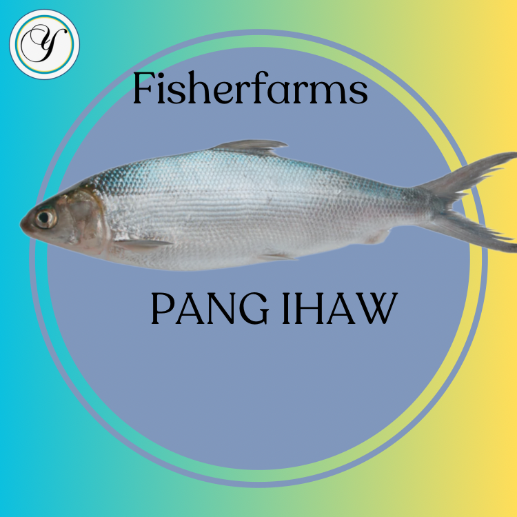 FISHER FARMS Milkfish(BANGUS) - Whole (600-800g) -FROZEN